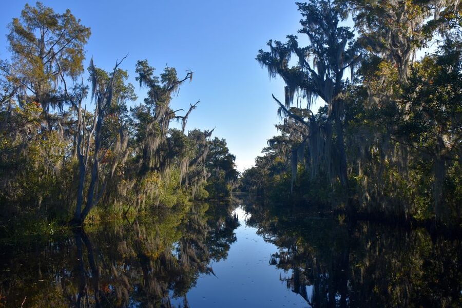 From Lafitte: Swamp Tours South of New Orleans by Airboat - Finding alligators in the canals