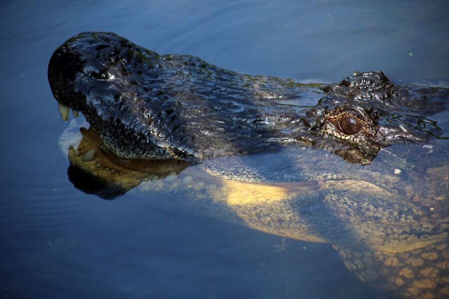 From Lafitte: Swamp Tours South of New Orleans by Airboat - Birds, turtles, trees, and the quieter side of the swamp