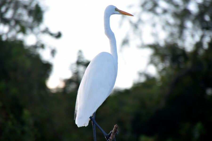 From Lafitte: Swamp Tours South of New Orleans by Airboat - Choosing between a small and large airboat