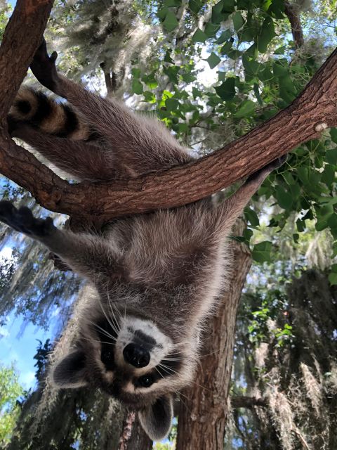 From Lafitte: Swamp Tours South of New Orleans by Airboat - Hotel pickup, timing, and the real cost