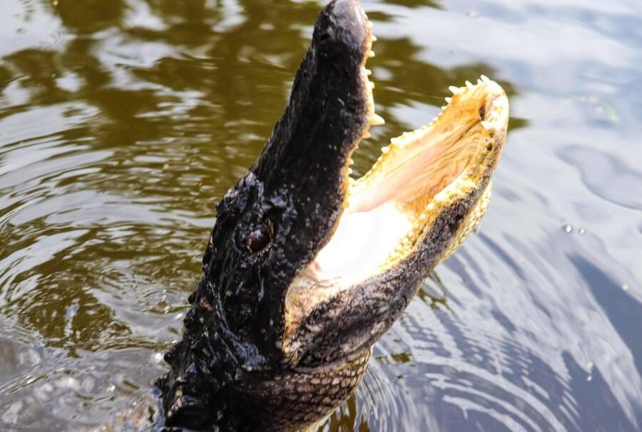 From Lafitte: Swamp Tours South of New Orleans by Airboat - Checking in at Airboat Adventures