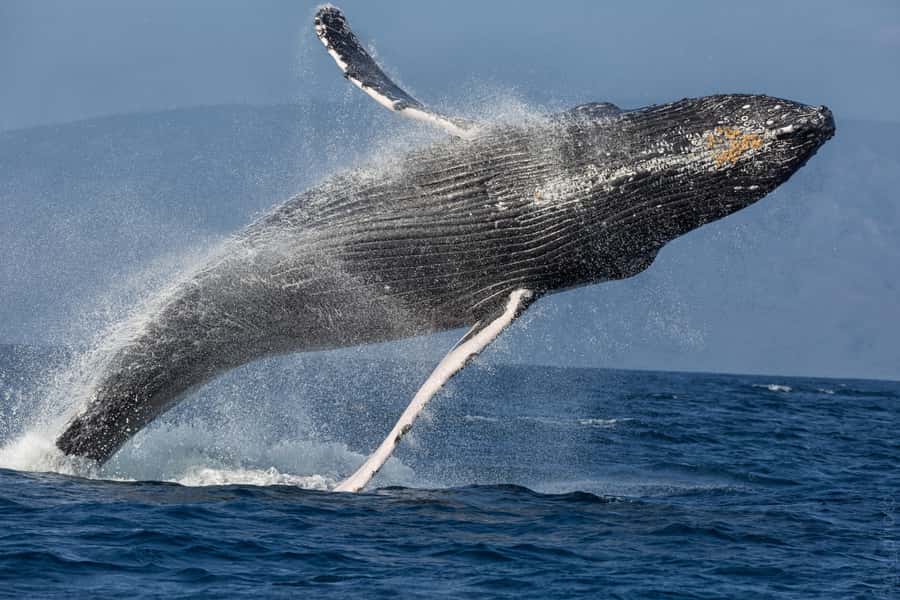 From Ma'alaea: 'Alihilani Sunset Sail Catamaran Tour - Wildlife and winter whale watching