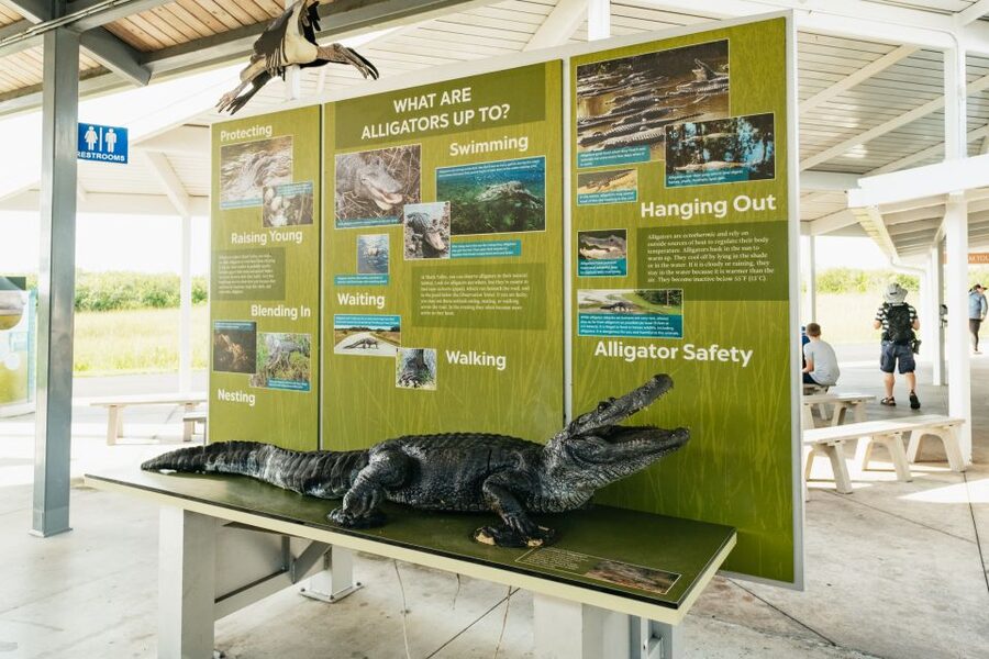 From Miami: Everglades Airboat Ride and Nature Walk - Who should book this Everglades outing?