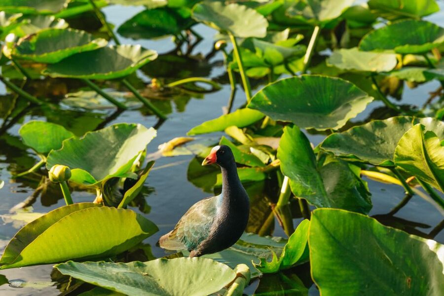 From Miami: Everglades Airboat, Wildlife Show & Bus Transfer - Should you book it?