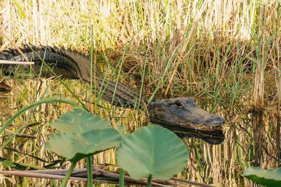From Miami: Everglades Airboat, Wildlife Show & Bus Transfer - Is $49 a fair price?