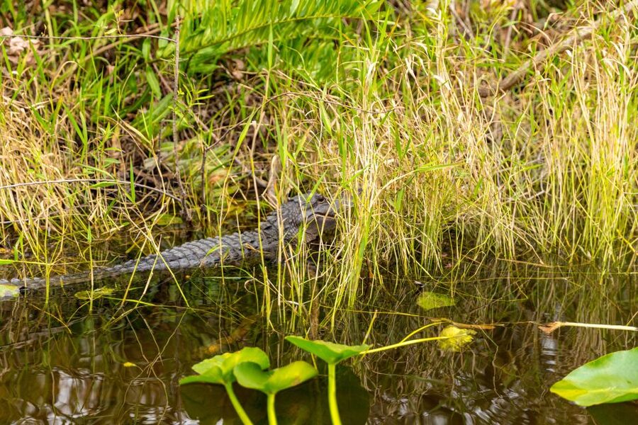 From Miami: Everglades Wildlife Show, Airboat & Bus Transfer - Should you book this Everglades and Miami tour?
