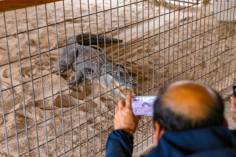 From Miami: Everglades Wildlife Show, Airboat & Bus Transfer - Who gets the best value