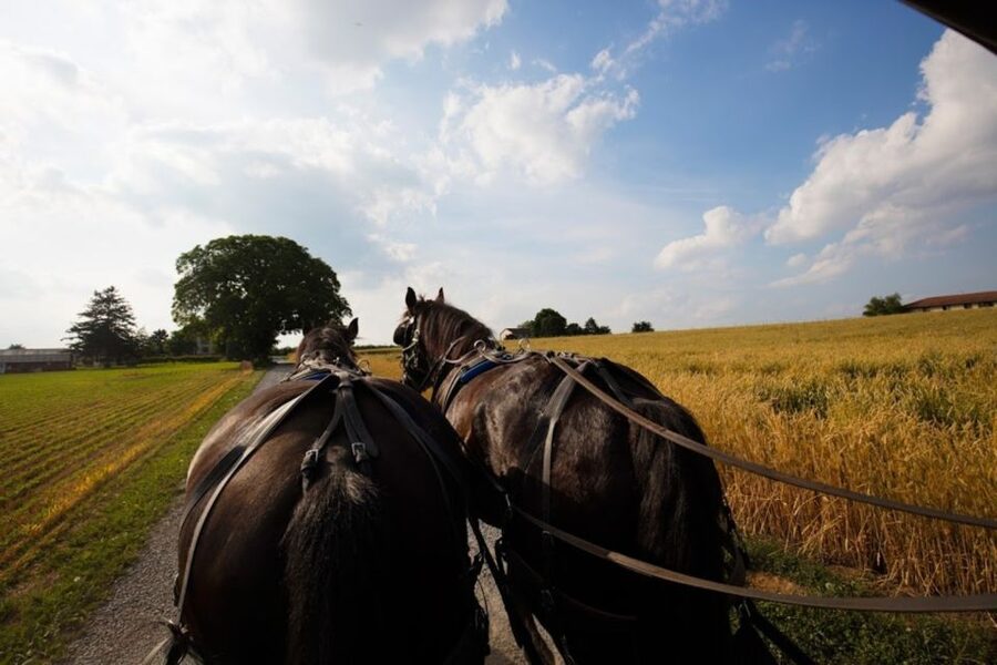 From NYC: Day Trip to Philadelphia and Amish Country - Who will enjoy this day trip most