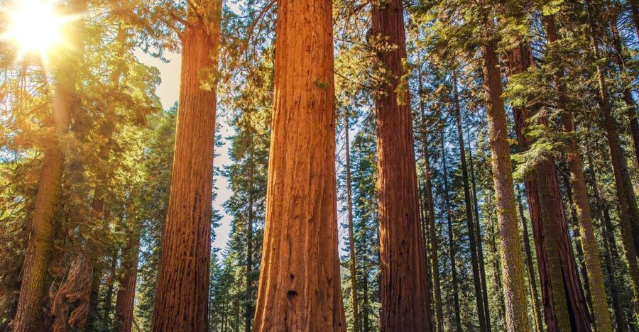 From San Francisco: Guided Muir Woods Excursion - Why Muir Woods is worth leaving San Francisco for