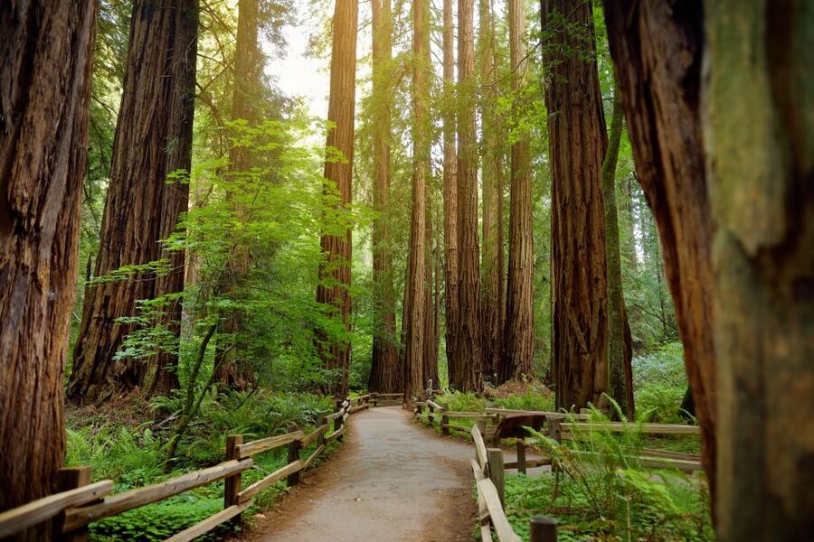 From San Francisco: Guided Muir Woods Excursion - Sausalito, a pleasant but shorter second stop