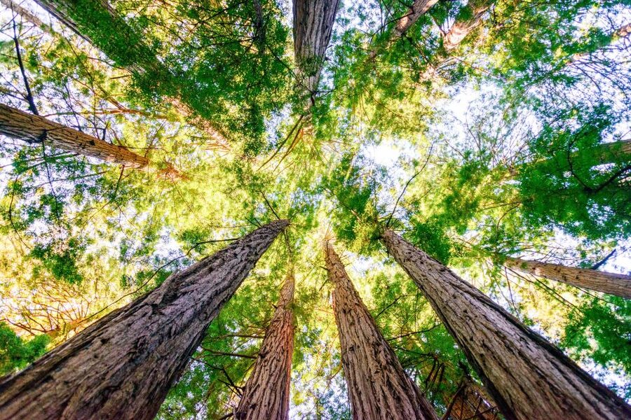 From San Francisco: Guided Muir Woods Excursion - Who should book this half-day outing