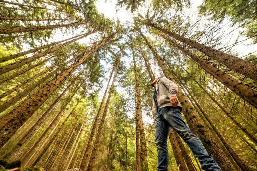 From San Francisco: Guided Muir Woods Excursion - The 45-minute ride across the Golden Gate Bridge