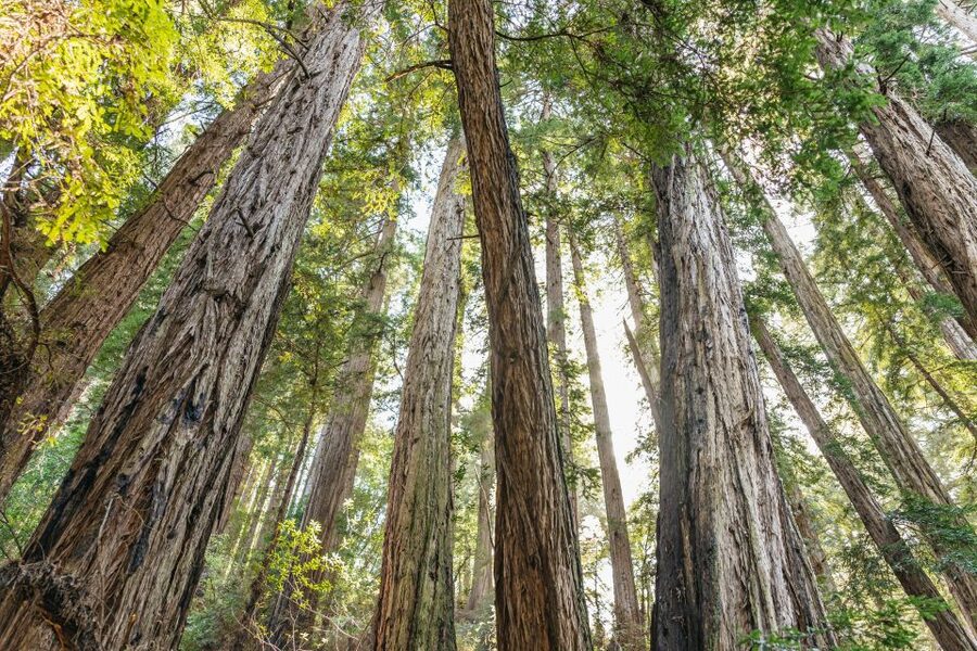 From San Francisco: Guided Muir Woods Tour - Crossing the Golden Gate Bridge
