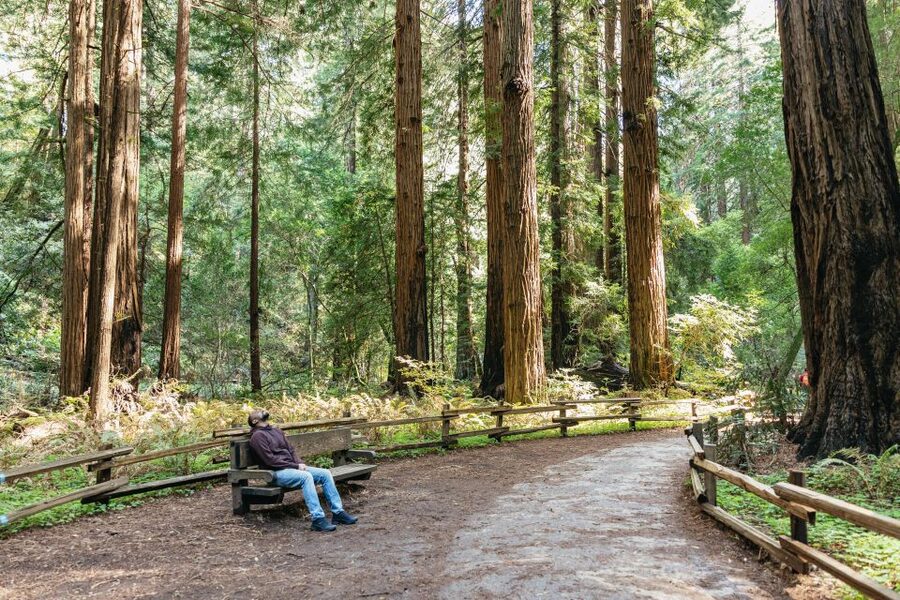 From San Francisco: Guided Muir Woods Tour - Ninety minutes beneath the redwoods