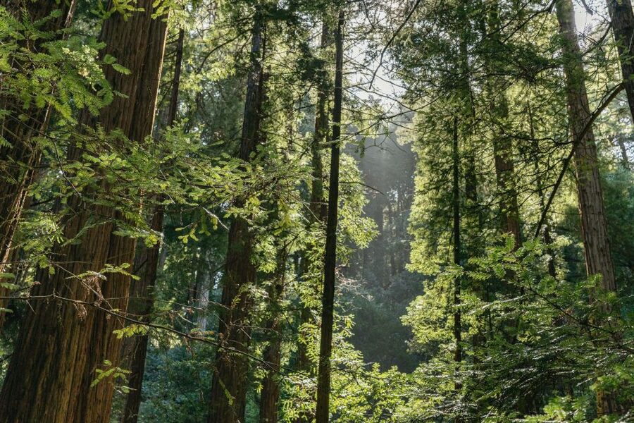 From San Francisco: Guided Muir Woods Tour - A short look at Sausalito