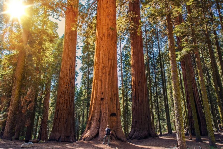 From San Francisco: Guided Muir Woods Tour - What is included for $84