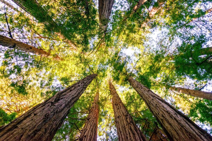 From San Francisco: Guided Muir Woods Tour - Bus comfort, timing, and pace