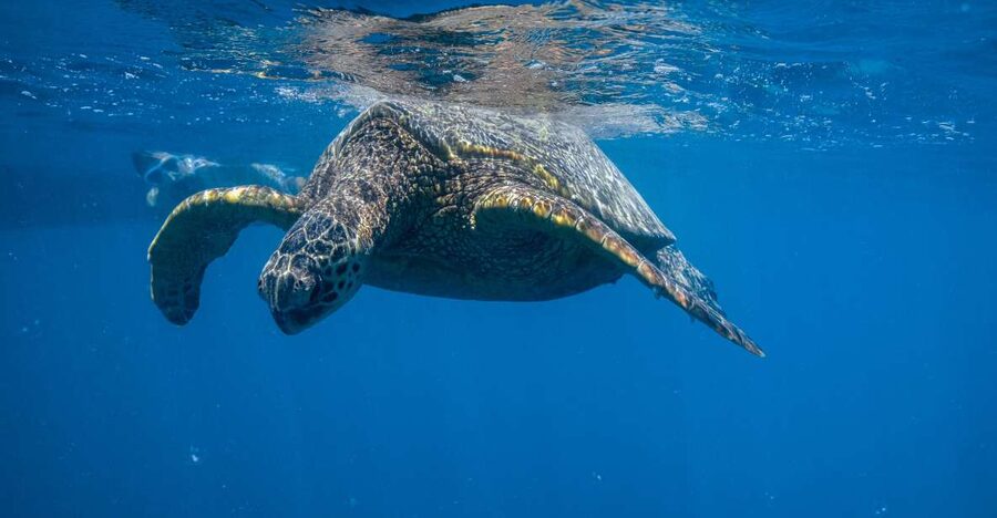 From Waikiki: Turtle Canyon Snorkeling Tour - Turtle Canyon with a better chance of seeing turtles