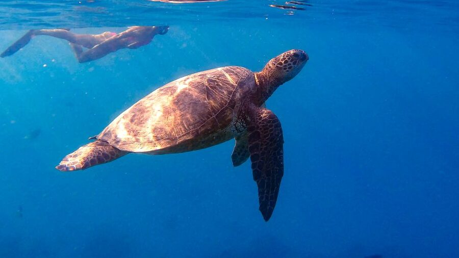 From Waikiki: Turtle Canyon Snorkeling Tour - Fifty minutes in the water at Turtle Canyon