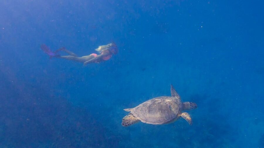 From Waikiki: Turtle Canyon Snorkeling Tour - The guides make the short tour work