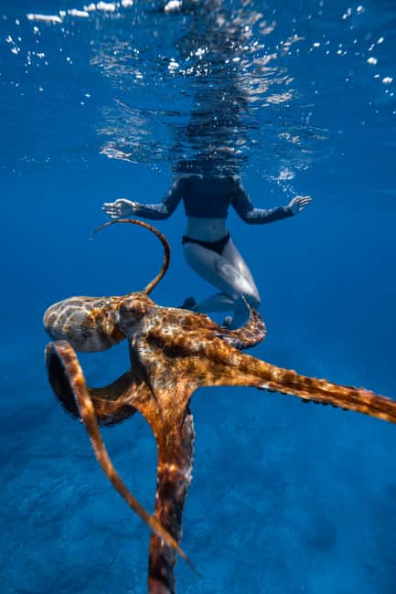 From Waikiki: Turtle Canyon Snorkeling Tour - What the price of $81 includes