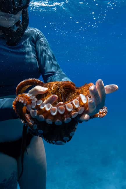 From Waikiki: Turtle Canyon Snorkeling Tour - Practical ways to enjoy the water time