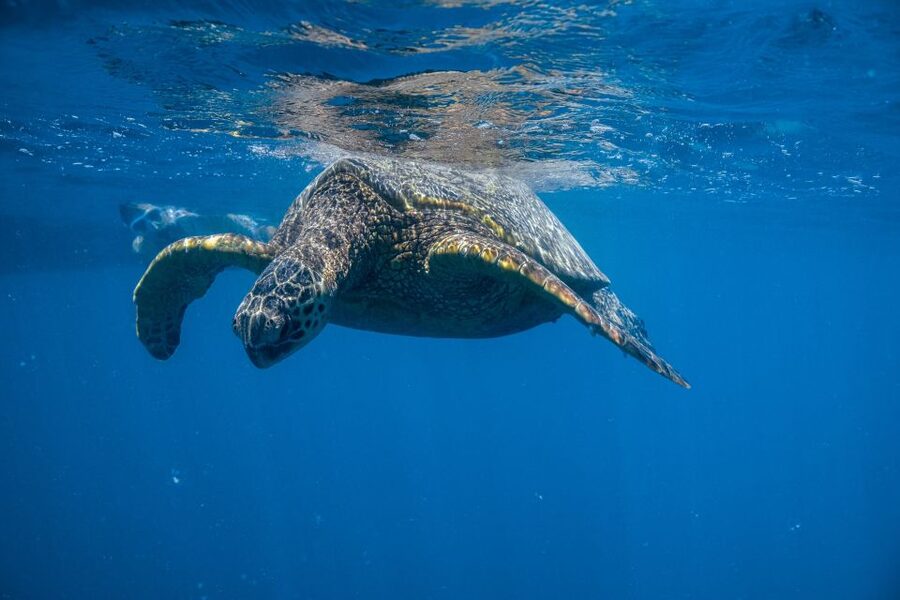 From Waikiki: Turtle Canyon Snorkeling Tour - A short boat ride from Honolulu to the reef