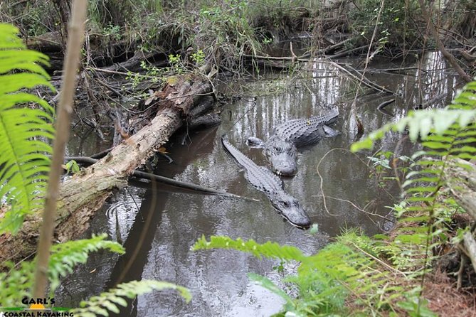 Full-Day Kayak Adventure in the Everglades - A full day that goes beyond a standard Everglades stop