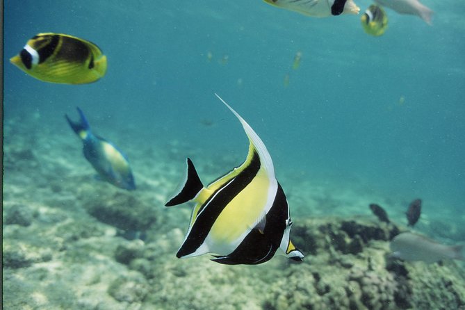 Glass-Bottom Boat Reef Tour - What You See Above the Water