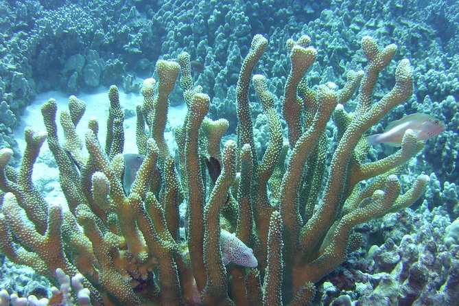 Glass-Bottom Boat Reef Tour - Booking, Parking, and Weather Details