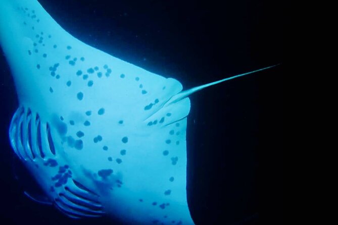 Glow of the Deep: Night Snorkeling with Manta Rays - The ride-along choice for non-swimmers