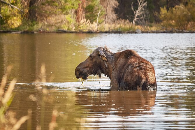 Grand Teton Half Day Tour - Jackson Lake, Oxbow Bend, and the northern views