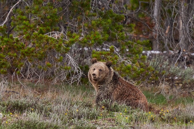 Grand Teton Half Day Tour - What wildlife viewing is really like