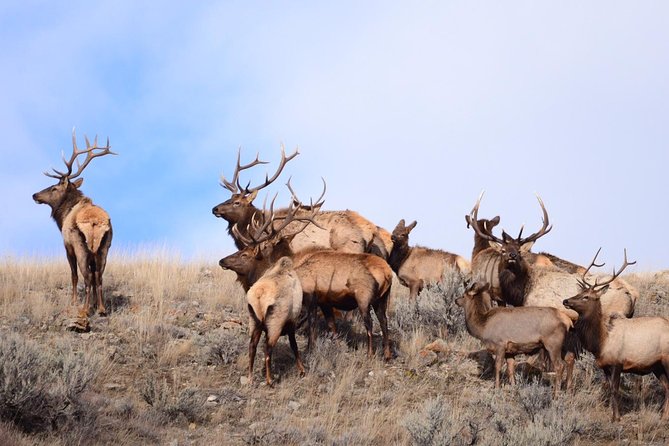 Grand Teton Wildlife Safari in a Enclosed or Open-Air Vehicle (season dependent) - Enclosed vehicles in fall, winter, and spring