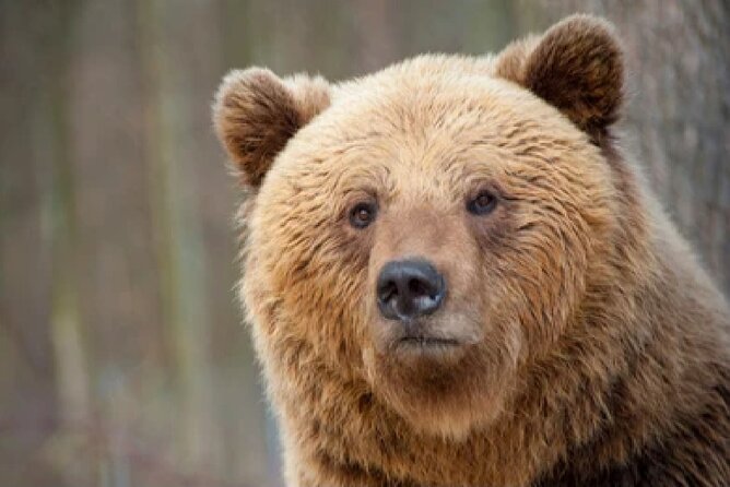 Grand Teton Wildlife Safari in a Enclosed or Open-Air Vehicle (season dependent) - Snacks, optics, and the value of $159