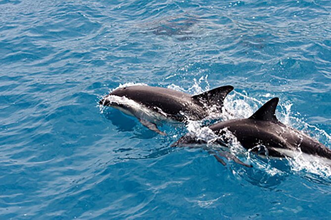 Guaranteed Dolphin Sighting Tour on Tropics Boat Tours - What the boat ride feels like