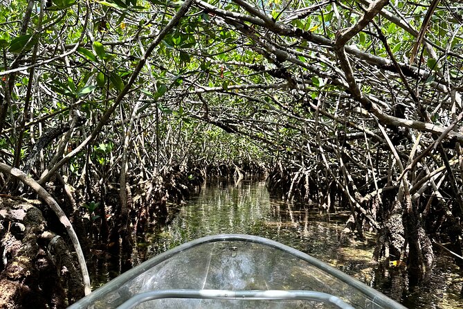 Guided Clear Kayak Eco-Tour Near Key West - The guides make a real difference