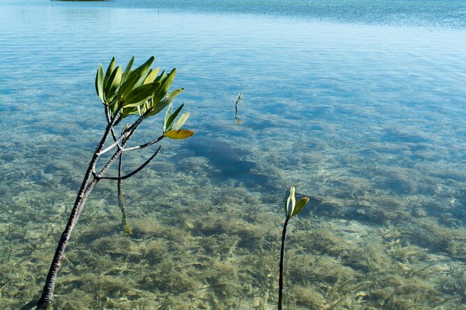 Guided Clear Kayak Eco-Tour Near Key West - What to bring and what the tour supplies