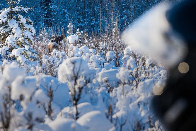 Guided Fairbanks Snowmobile Tour - The route past the Alaska Pipeline and through the woods