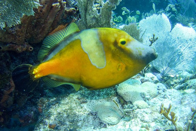 Half Day Snorkel Trip on Reefs in the Florida Keys - Group size, timing, and comfort