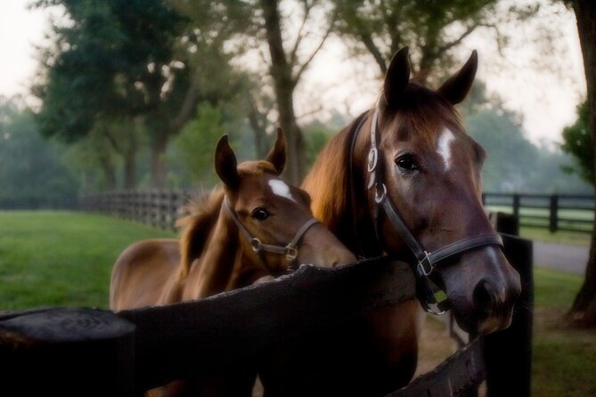 Half-Day Thoroughbred Horse Farm Tour in Kentucky - See Keeneland, with realistic expectations