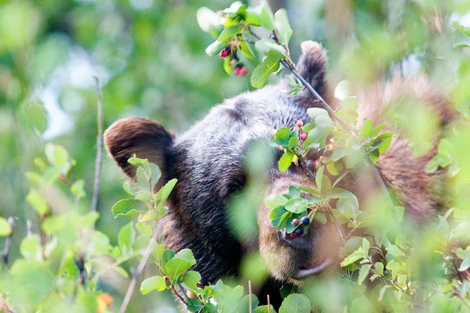 Half-Day Wildlife Safari Tour in Grand Teton National Park - Grand Teton National Park with the right optics