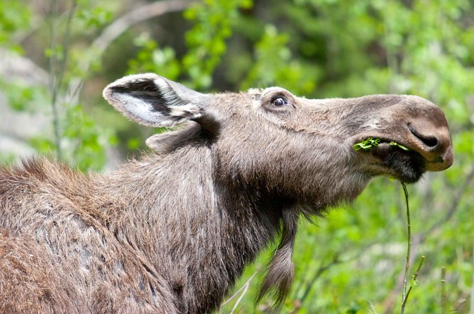 Half-Day Wildlife Safari Tour in Grand Teton National Park - Moose and the Craig Thomas Discovery and Visitor Center