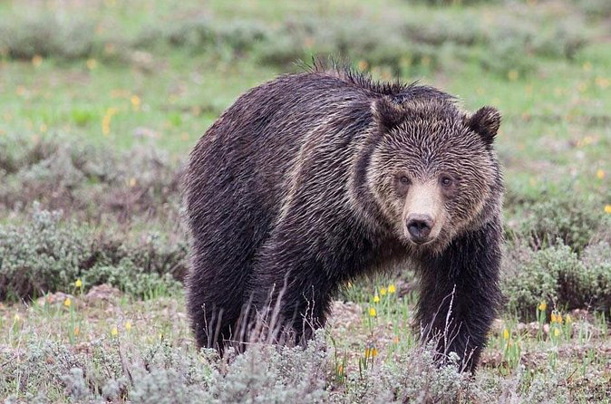 Half-Day Wildlife Safari Tour in Grand Teton National Park - Mormon Row and the valley’s human story