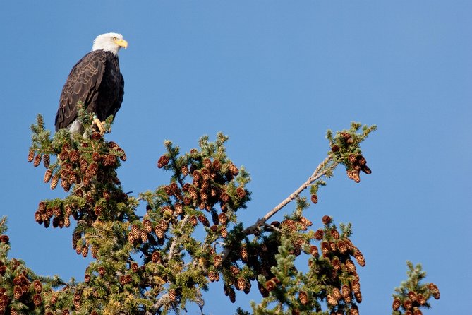 Half-Day Wildlife Safari Tour in Grand Teton National Park - The Jackson Hole and Greater Yellowstone Visitor Center