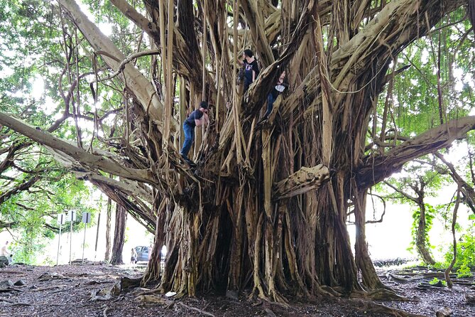 Hawaii Volcanoes, Waterfalls, Beaches & Hilo Highlights Day Tour - Who should book this experience