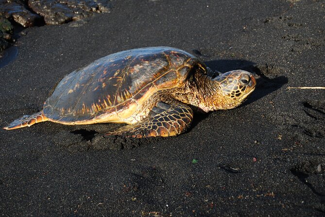 Hilo Shore Excursion: Volcanoes National Park & Black Sand Beach - Port pickup is valuable, but boarding needs patience