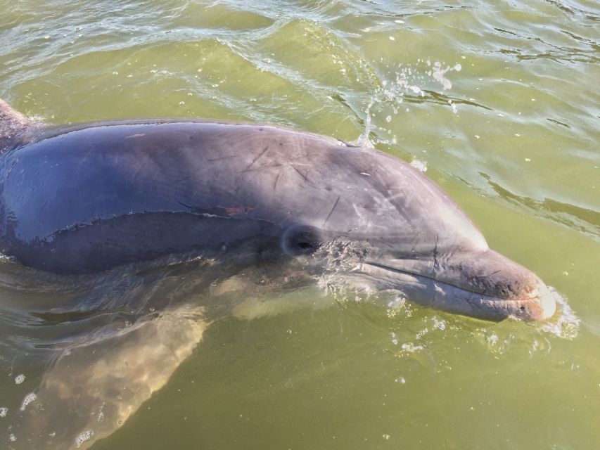 Hilton Head Island: Daytime Dolphin Watching Boat Tour - What the 90-minute Hilton Head dolphin tour feels like