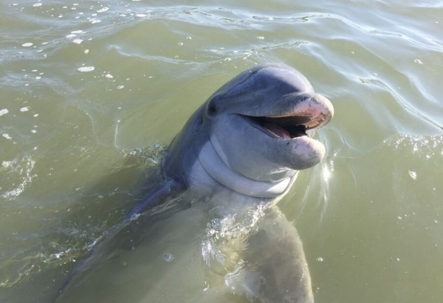 Hilton Head Island: Daytime Dolphin Watching Boat Tour - Starting at Palmetto Bay Marina