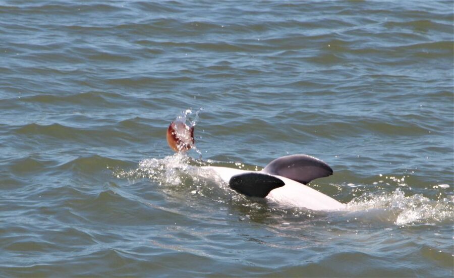 Hilton Head Island: Daytime Dolphin Watching Boat Tour - Cruising Hilton Head with a local guide